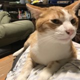 ミックス(雑種)、その他短毛種