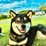 ミックス(雑種)、その他中型犬
