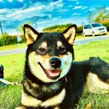 ミックス（雑種）、その他中型犬