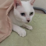 ミックス(雑種)、その他短毛種