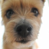 ミックス(雑種)、その他中型犬