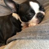 ミックス(雑種)、その他中型犬
