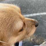 ミックス(雑種)、その他小型犬