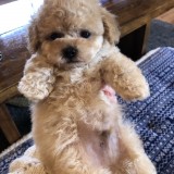 タイニープードル
