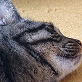 ミックス(雑種)、その他短毛種