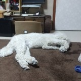 ミックス(雑種)、その他大型犬