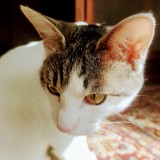 ミックス(雑種)、その他短毛種