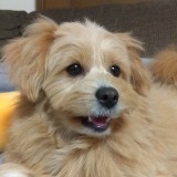 ミックス(雑種)、その他小型犬