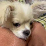 ミックス(雑種)、その他小型犬