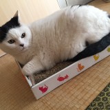 ミックス(雑種)、その他短毛種