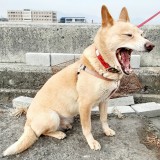 ミックス(雑種)、その他中型犬