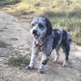 ミックス(雑種)、その他中型犬