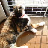 ミックス(雑種)、その他短毛種