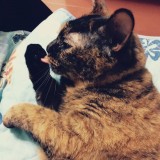 ミックス(雑種)、その他短毛種
