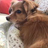 ミックス(雑種)、その他小型犬