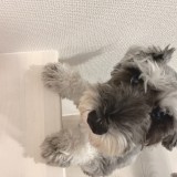 ミニチュア・シュナウザー