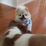 ポメラニアン
