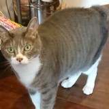 ミックス(雑種)、その他短毛種