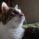 ミックス(雑種)、その他短毛種