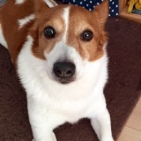 ミックス(雑種)、その他中型犬