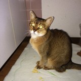 アビシニアン
