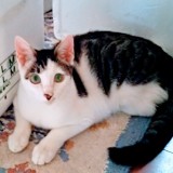 ミックス(雑種)、その他短毛種