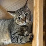 ミックス(雑種)、その他短毛種