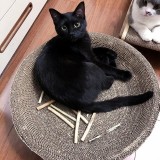ミックス(雑種)、その他短毛種