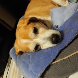 ミックス(雑種)、その他中型犬