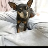 ミニチュア・ピンシャー