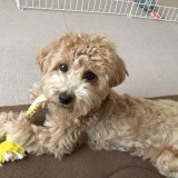 ミックス(雑種)、その他小型犬