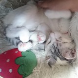 ミックス(雑種)、その他短毛種