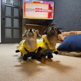 ミックス(雑種)、その他小型犬