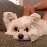 ミックス(雑種)、その他小型犬
