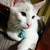 ミックス(雑種)、その他短毛種