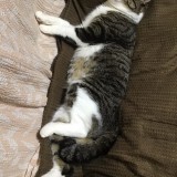 ミックス(雑種)、その他