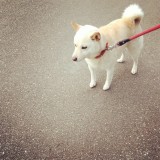 ミックス(雑種)、その他中型犬