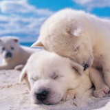 ミックス(雑種)、その他小型犬