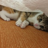 ミックス(雑種)、その他短毛種
