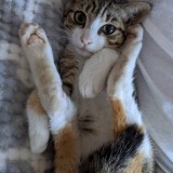 ミックス(雑種)、その他短毛種