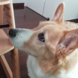 ウェルシュ・コーギー・ペンブローク