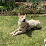 ミックス(雑種)、その他小型犬
