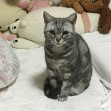 アメリカンショートヘア