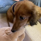 ミックス(雑種)、その他小型犬