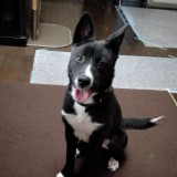 ミックス(雑種)、その他中型犬
