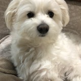 ミックス(雑種)、その他小型犬