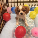 ミックス(雑種)、その他中型犬
