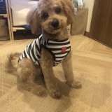 ミックス(雑種)、その他小型犬