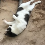 ミックス(雑種)、その他短毛種