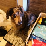 ミックス(雑種)、その他小型犬